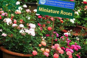 Miniature Roses