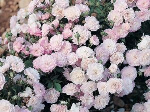 Polyantha Roses