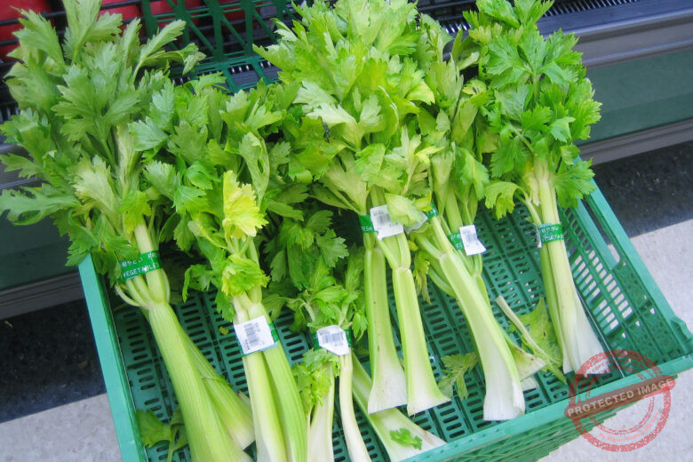 Companion Plants for Celery