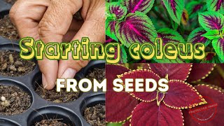 How to Grow Coleus from Seed Indoors (A-Z Guide for Beginners)