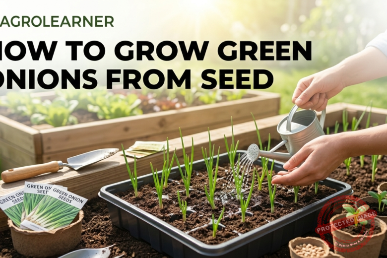 How to Grow Green Onions from Seed